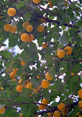 mirabelka,李子,梅花