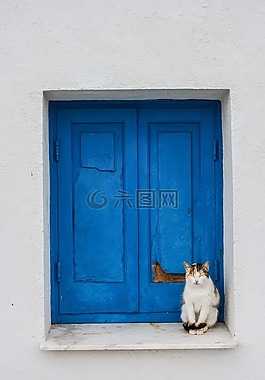 貓,可愛,動物