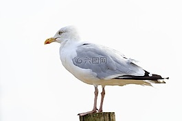 海鷗,鳥,坐