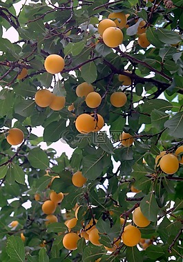mirabelka,李子,梅花