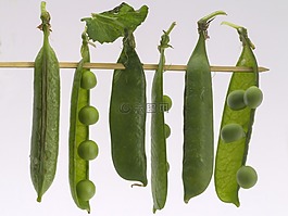 蔬菜,豌豆,宏