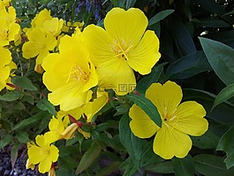 黃色,鮮花,花卉