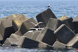 動物,海,海灘