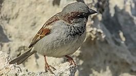 麻雀,鳥,自然