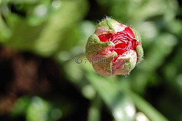 花,芽,紅色