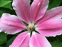 铁线莲,hahnenfußgewächs,紫