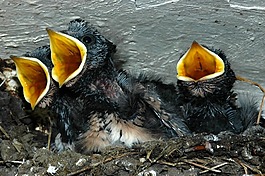 鳥(niǎo),動(dòng)物,可愛(ài)