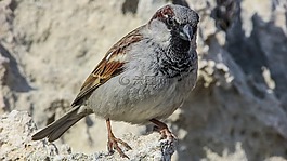 麻雀,鳥,自然