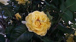蓬勃發(fā)展,ros,玫瑰