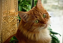 猫,视图,红发