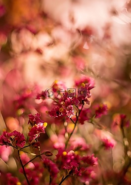 粉紅色,花,花瓣
