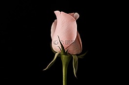 粉紅色,花瓣,玫瑰