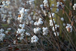 普通 schneebeere,浆果,布什