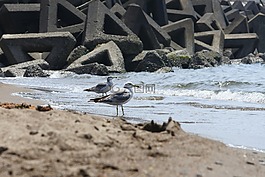 動物,海,海灘