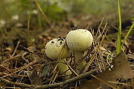 蘑菇,蘑菇場(chǎng),姬田