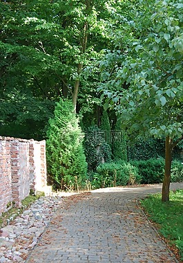 性質,花園,綠色