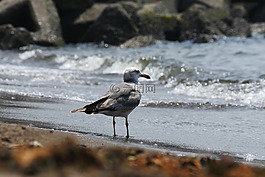 動物,海,海灘