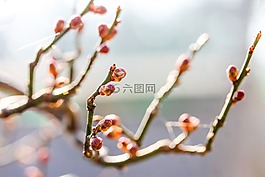 梅花,侏儒杏仁,芽
