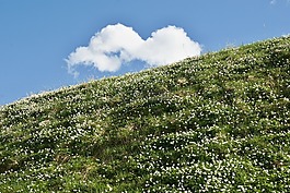 春天,草地,春天的草地