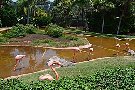 火烈鳥(niǎo),鳥(niǎo),動(dòng)物園