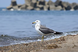 動物,海,海灘