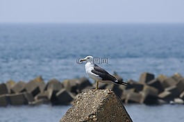 動(dòng)物,海,海灘