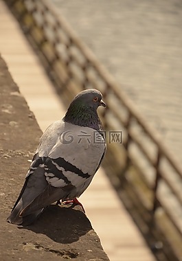 鴿子,鳥,水