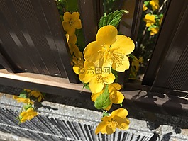 黄色的花朵,花园,春天