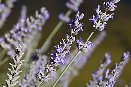 熏衣草,芳香療法,花