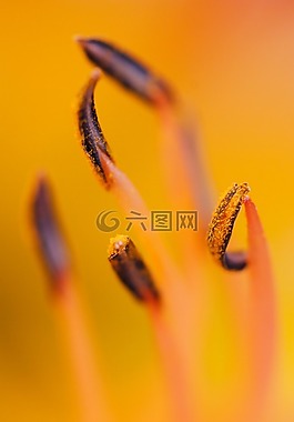 宏,花卉,bibék
