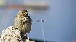 麻雀,鳥,自然