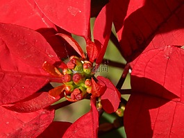 八朵花图片_八朵花素材_八朵花模板免费下载-六图网