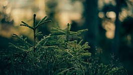 綠色,葉,植物