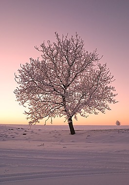 樹,雪,性質(zhì)