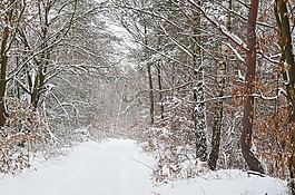 冬天,冬季森林,雪域樹木