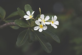 自然,花,植物區(qū)系