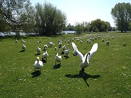 天鵝,鳥,野生動物