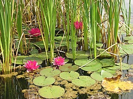水百合,湖,性質(zhì)
