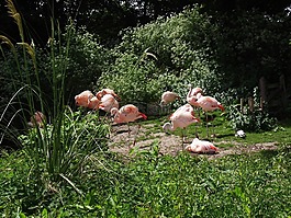紅鶴,動物,動物園