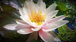 睡蓮,植物,花