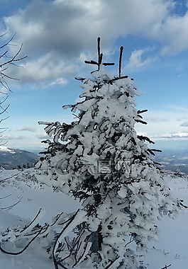 樹,雪,冬天