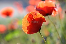 罌粟,花,紅色