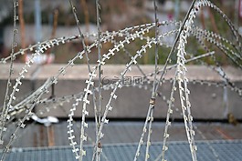 北約電線,鐵絲網(wǎng),尖銳