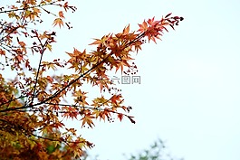 雞爪槭,楓葉,紅葉