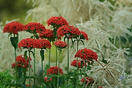 夏天,花,長壽