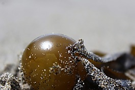 海滩,沙,海藻