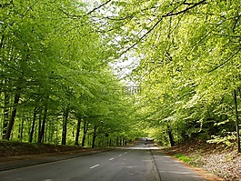 路,自然,林