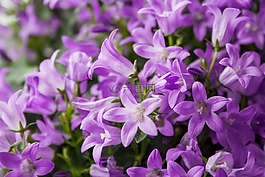 花,開花,廠