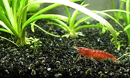 虾,樱花虾,水族馆