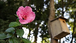 花卉,植物,美容